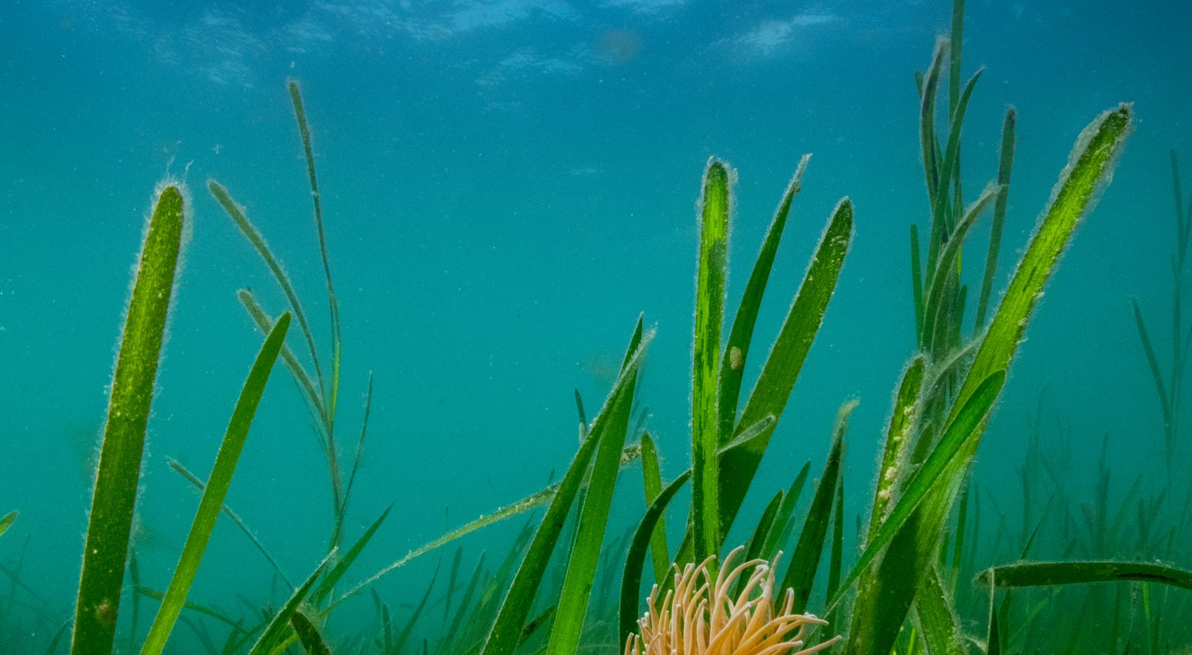 Seagrass: A Swimmer's Guide – Outdoor Swimming Society Outdoor Swimming  Society